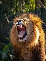 ai généré rugissement Lion capturé mi-rugissement avec ses crinière écoulement et les dents exposé ai généré photo