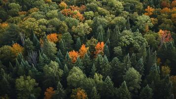 ai généré image capture dense forêt, le des arbres sont vert, avant le de pointe de automne. ai généré photo