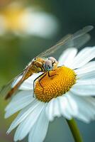 ai généré libellule repos sur le pétales de une blanc fleur ai généré photo