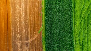 ai généré photo de deux adjacent agricole des champs, luxuriant et vert ai généré