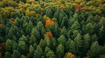 ai généré image capture dense forêt de un aérien ou élevé perspective. mélanger de à feuilles persistantes et à feuilles caduques des arbres à forte densité peupler le forêt ai généré photo