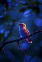 ai généré colibri perché sur une bifurquer, illuminé par une doux bleu lumière dans le milieu de obscurité ai généré photo