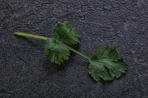 feuilles de coriandre à l'arôme vert cru photo