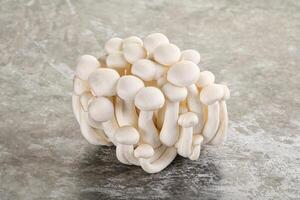 Japonais Shimeji champignon pour cuisine photo