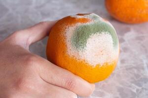 main en portant une moisi orange. pourri fruit. concept de gaspillage aliments. photo