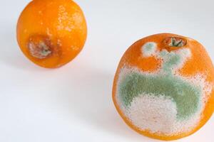 moisi Orange fruit isolé sur blanc Contexte. moisissure couvert aliments. photo