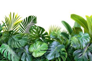 ai généré tropical plante feuilles dans intérieur jardin toile de fond photo