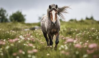 ai généré islandais cheval galopant dans le Prairie avec rose fleurs photo