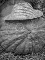 citrouilles en westphalie photo