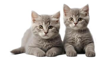 ai généré deux mignonne duveteux chatons isolé sur blanc Contexte photo