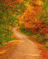 sentier dans le forêt à l'automne photo