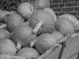 citrouilles dans le jardin photo