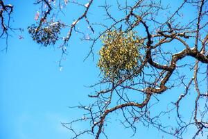 viscère album ou du gui est une semi-parasite de nombreuses arbre espèce dans l'hiver. photo