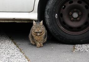 une rayé chat est assis en dessous de une voiture roue. photo