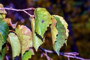 feuilles de une turc noisette buisson, corylus colonne photo