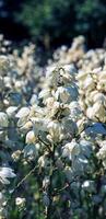 beaucoup délicat blanc fleurs de yucca usine, communément connu comme d'Adam aiguille et fil photo