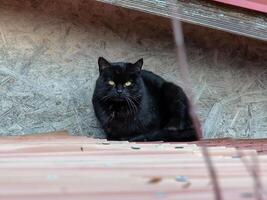 une noir chat avec Jaune yeux est assis sur le toit de une maison. photo