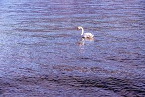 une blanc muet cygne nage sur le autrichien Lac traunsee dans Janvier. photo