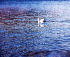 une blanc muet cygne nage sur le autrichien Lac traunsee dans Janvier. photo