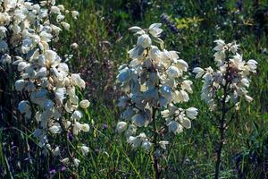 beaucoup délicat blanc fleurs de yucca usine, communément connu comme d'Adam aiguille et fil photo
