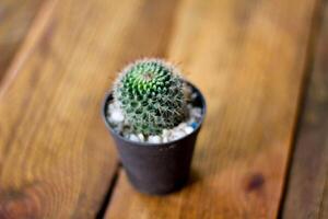 petit cactus est planté dans un petit pot où le soleil du soir brille à travers son dos. photo