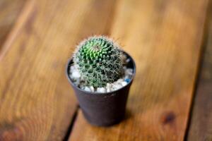 petit cactus est planté dans un petit pot où le soleil du soir brille à travers son dos. photo