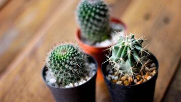 petit cactus est planté dans un petit pot où le soleil du soir brille à travers son dos. photo