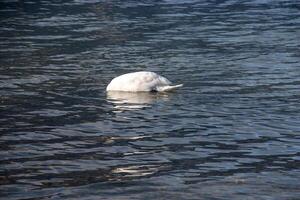 une blanc muet cygne nage sur le autrichien Lac traunsee dans Janvier. photo