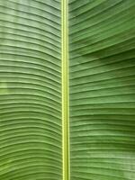 banane feuille avec lumière faisceau et ombre sur le surface. photo