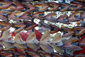 salaison poisson préservation par séchage à pêcheur village. photo