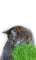 tigré chat dans le herbe sur une blanc Contexte. Jeune chat et vert Frais choux de avoine. endroit pour texte. concept de animal de compagnie santé. photo