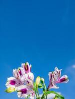 délicat violet bouquet contre le ciel. verticale bleu Contexte. photo