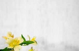 Jaune délicat alstroemeria fleur sur une blanc flou Contexte. photo