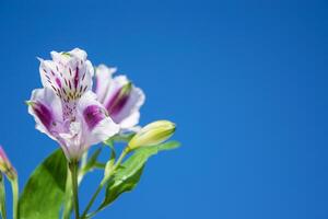 violet-blanc panaché fleur de le inca lis contre le ciel. espace pour texte. photo