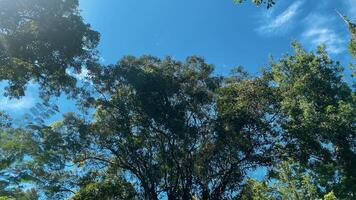 magnifique panoramique vue dans tropical forêt avec Montagne et bleu ciel comme une Contexte photo