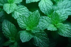 ai généré Frais menthe feuilles avec gouttes d'eau. macro menthe poivrée arrière-plan, proche en haut voir. ai généré. photo