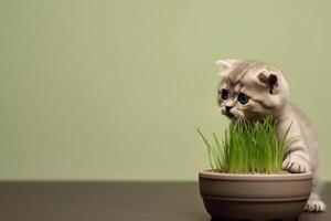 ai généré petit mignonne chaton et une pot de Frais herbe avec copie espace. chat en mangeant herbe, Naturel boule de poils traitement. ai généré. photo