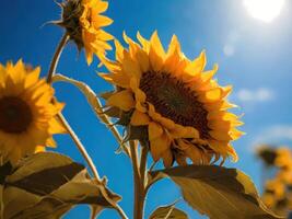 ai généré tournesol baigné dans ensoleillement contre une bleu ciel Toile photo