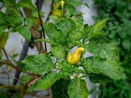 piments cette sont croissance bien et prêt à être récolté photo