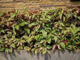 un ornemental plante appelé échantillon dara lequel est arrangé sur le mur de le maison clôture photo