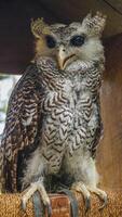 le hibou dans ses cage se tenait regarder intensément photo