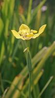 cette fleur est appelé Jaune iris ou Jaune orchidée photo