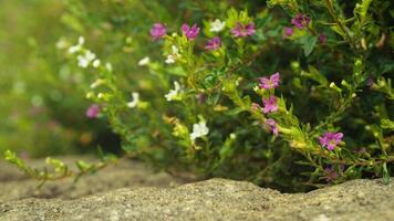 violet cuphea fleur plante Contexte photo