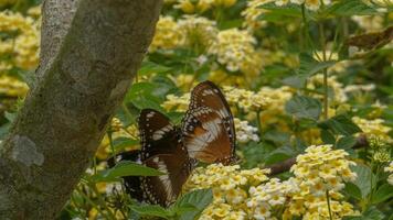 papillon atterrissage sur une fleur photo