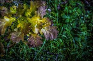 une fermer photo de Jeune chêne arbre feuilles avec vert herbeux Contexte