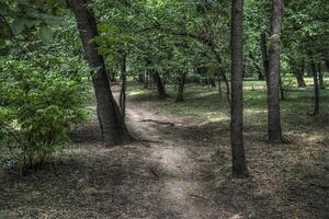 battu forêt chemin dans le parc de somme dans Belgrade photo