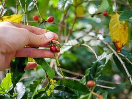 récolte café baies par agriculteur mains, rouge café des haricots maturité dans main agriculteur, Frais café, rouge baie bifurquer, agriculture sur café arbre photo