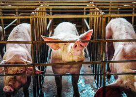 fermer de porc dans écurie, porc reproduction ferme dans cage porc affaires dans bien rangé.big porc sur une ferme dans une porcherie, Jeune gros national porc à animal ferme photo