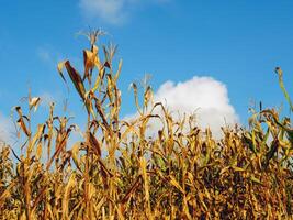blé champ pendant récolte et bleu ciel, sec blé des champs prêt pour récolte photo