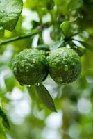 sangsue des oranges ou bergamote fruit pendaison de le arbre après le pluie photo